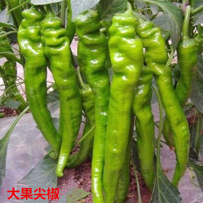 包头专业育苗厂,土默特右旗螺丝椒苗\薄皮辣椒苗